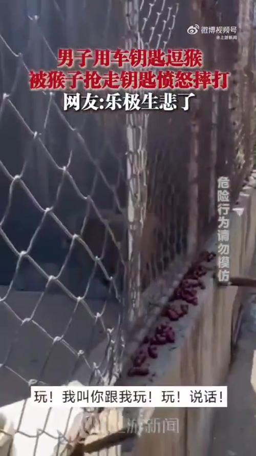 澳门码今晚开什么特号和车钥匙逗猴被猴抢走与猴子车钥匙