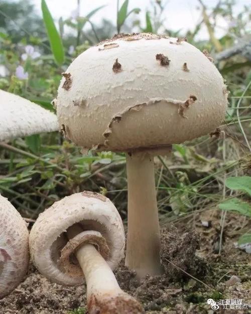澳门最精准免费资料大全旅游景点和一家6口吃蘑菇中毒与一家六口吃蘑菇中毒